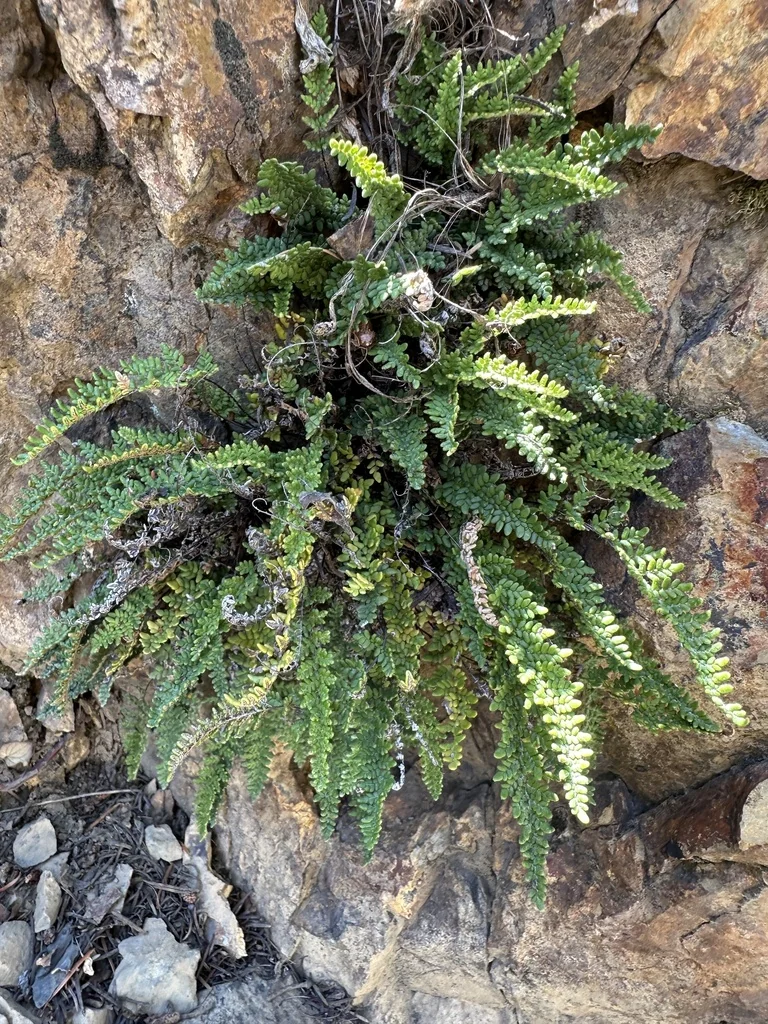 Myriopteris Covillei