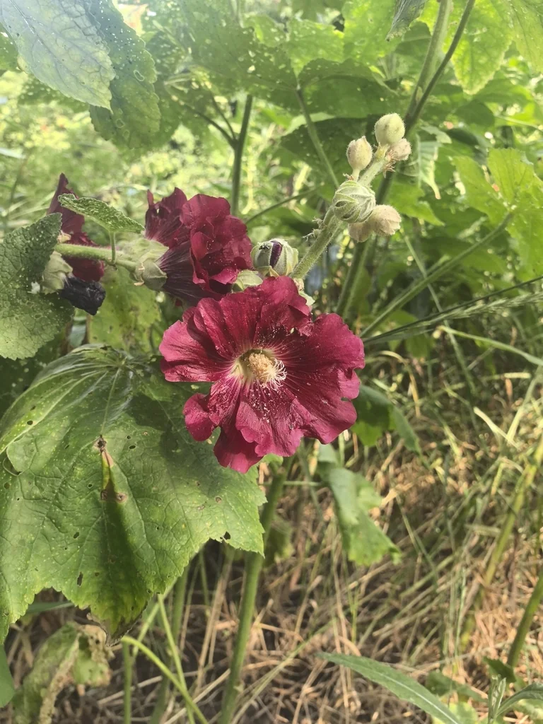 Alcea Rosea