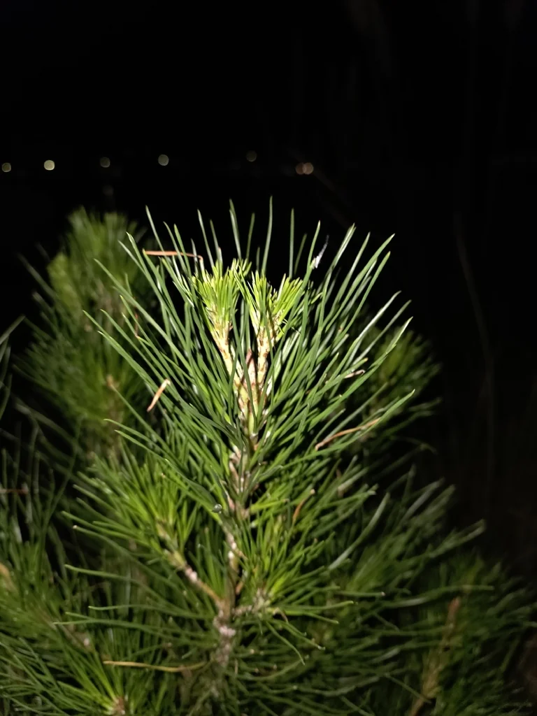 Pinus Radiata