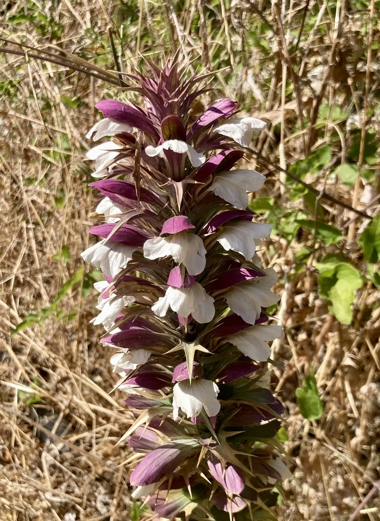 Acanthus Spinosus