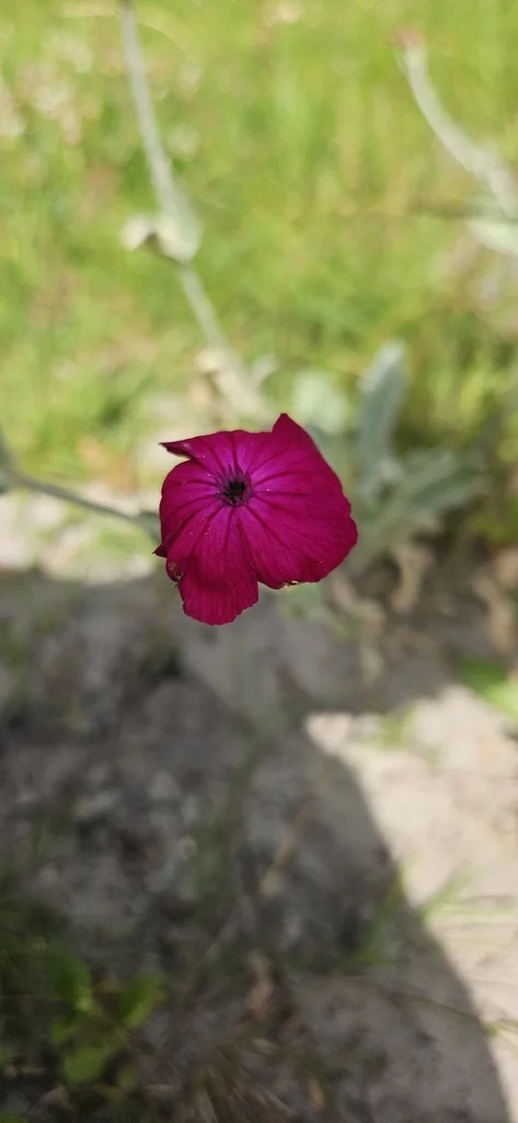 Lychnis Coronaria