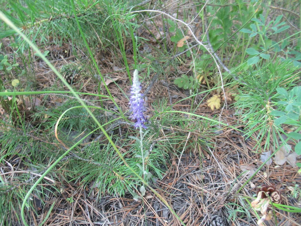 Veronica Spicata Incana