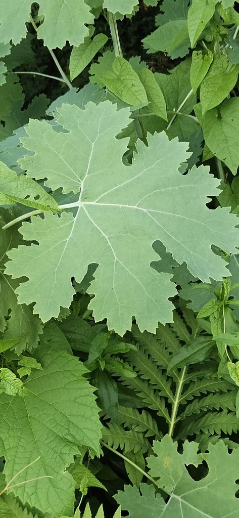 Macleaya Cordata