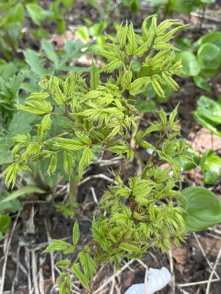 Aruncus Dioicus