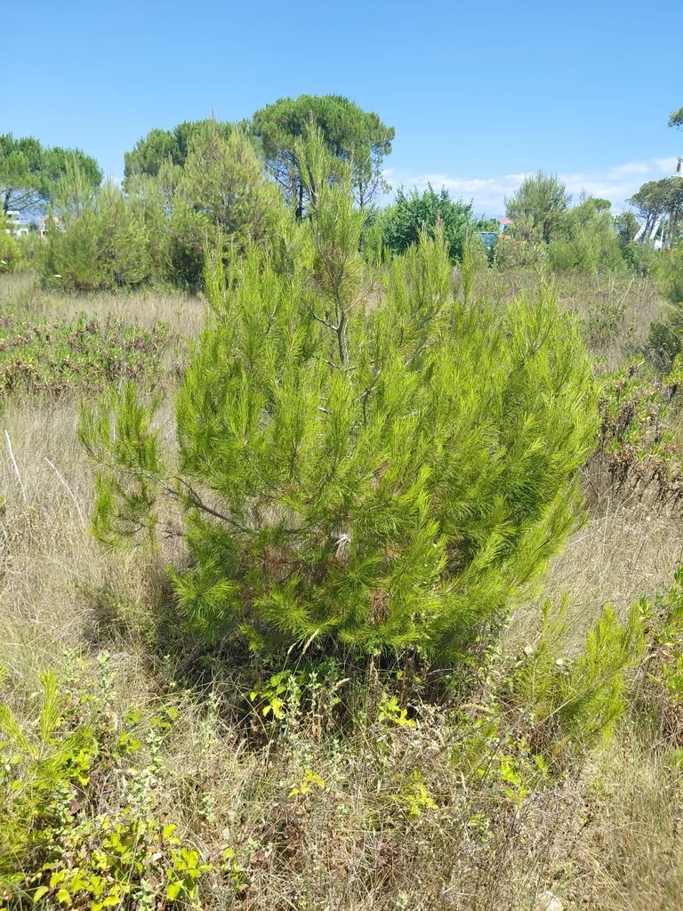 Pinus Halepensis