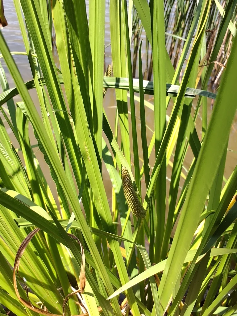 Acorus Calamus