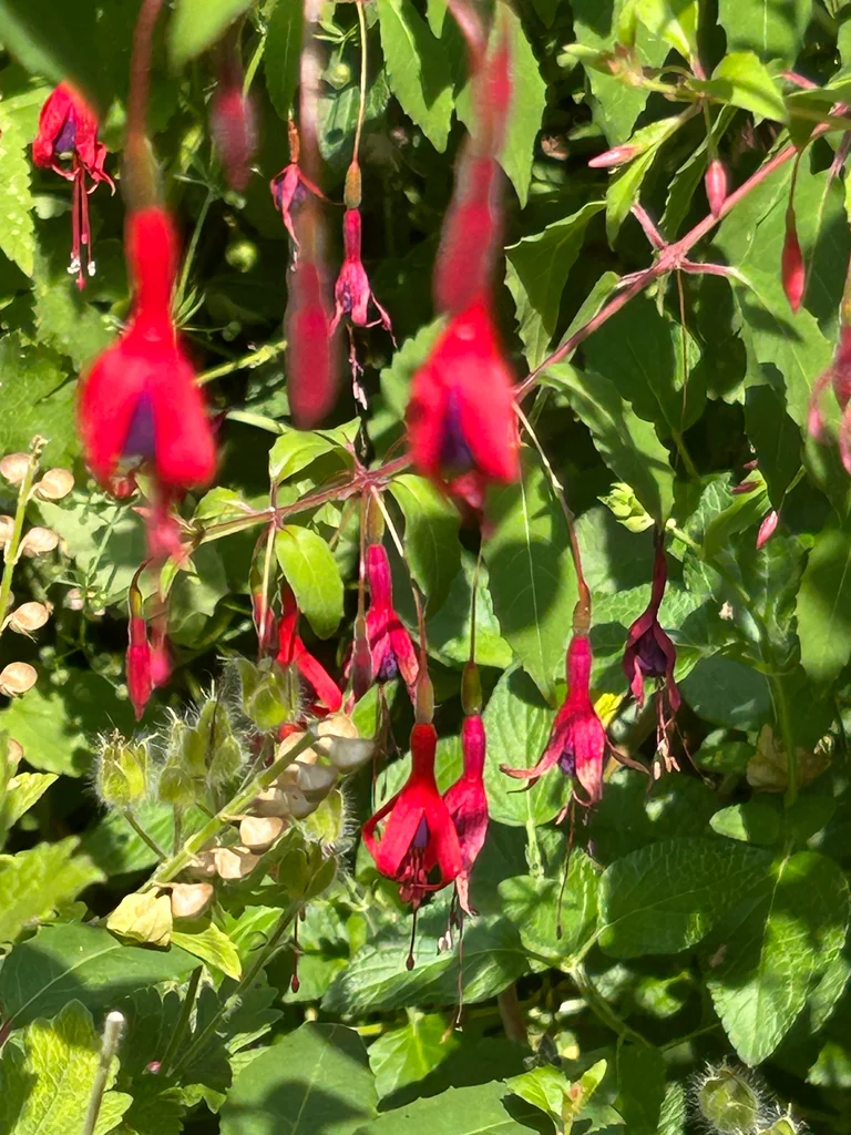 Fuchsia Magellanica