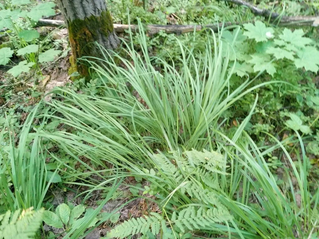 Molinia Caerulea