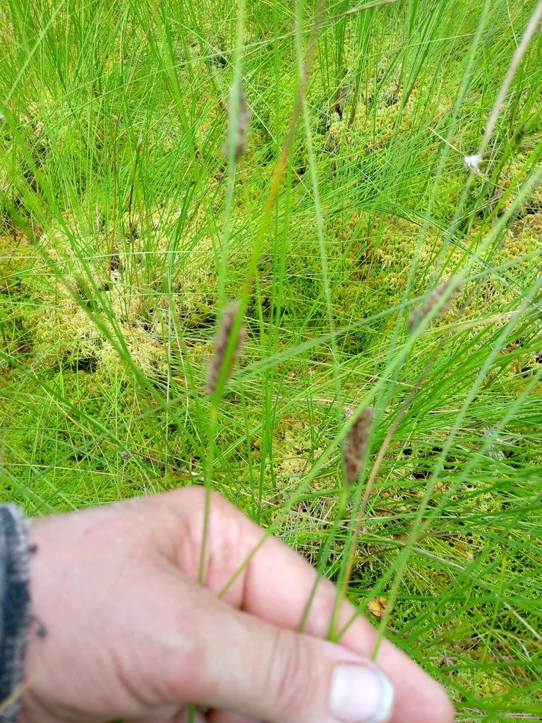 Carex Lasiocarpa
