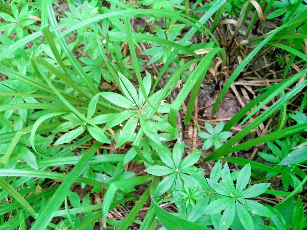 Galium Odoratum