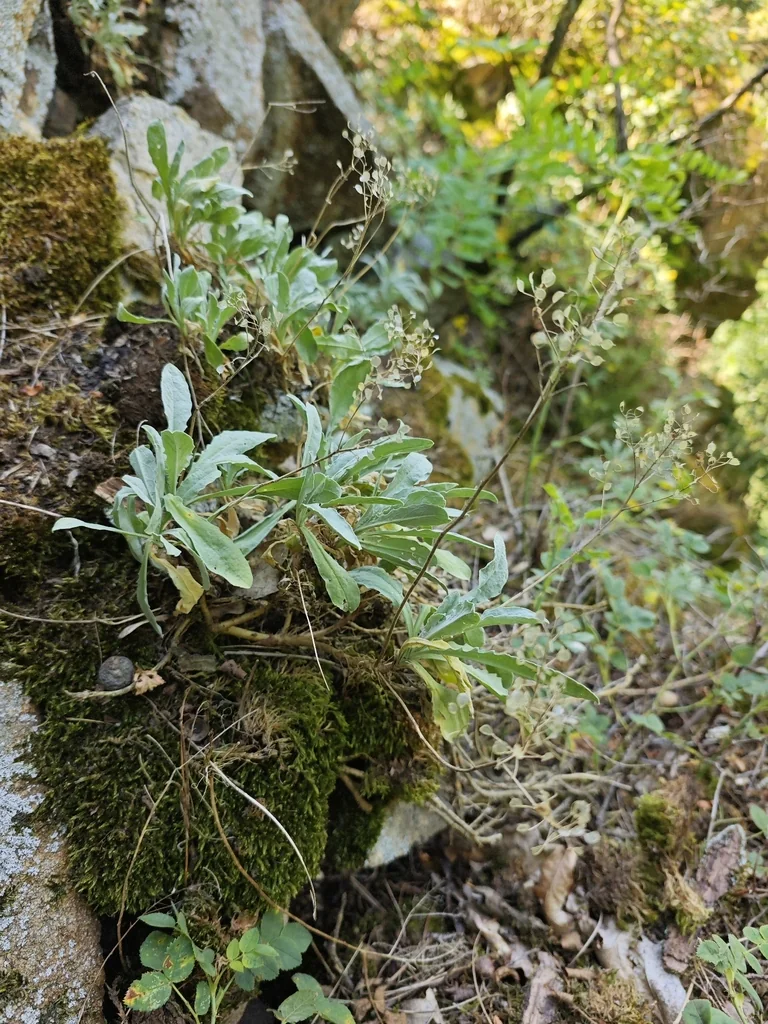 Aurinia Saxatilis