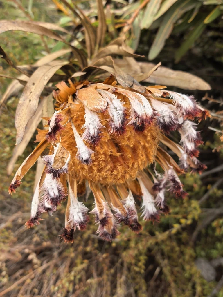 Protea Neriifolia