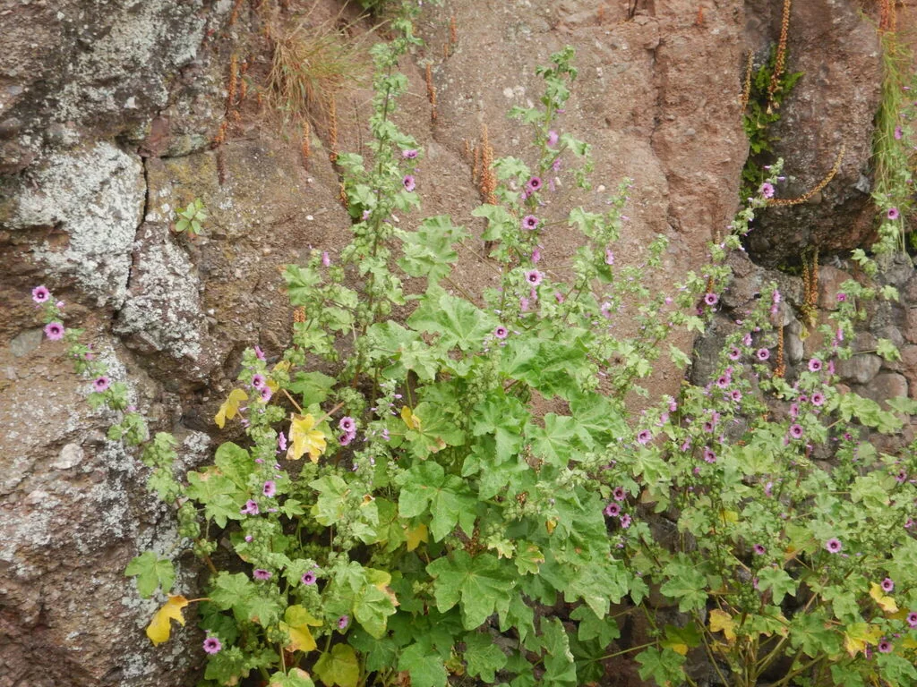 Lavatera Arborea