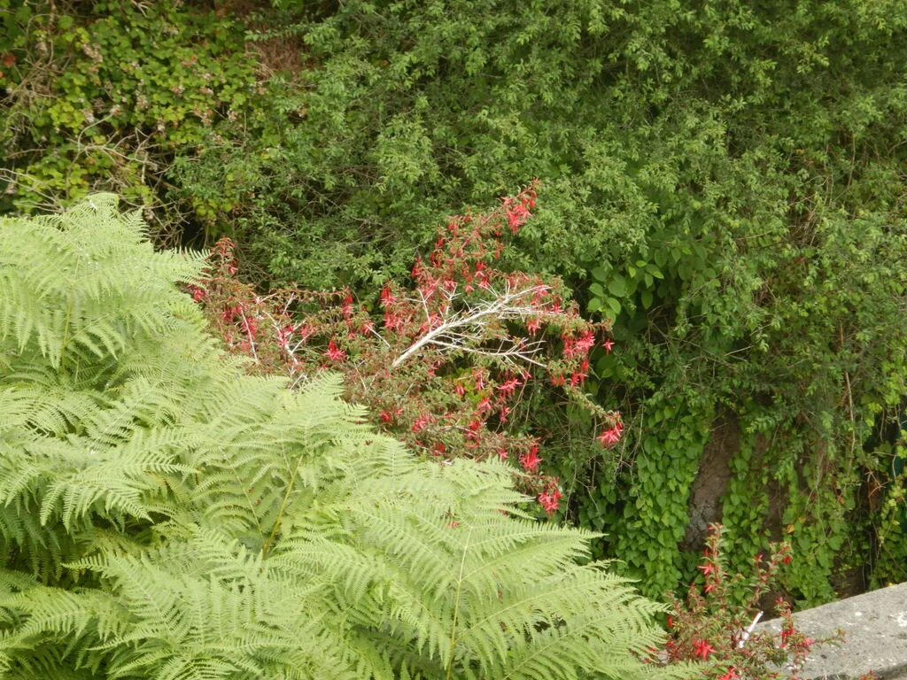 Fuchsia Magellanica