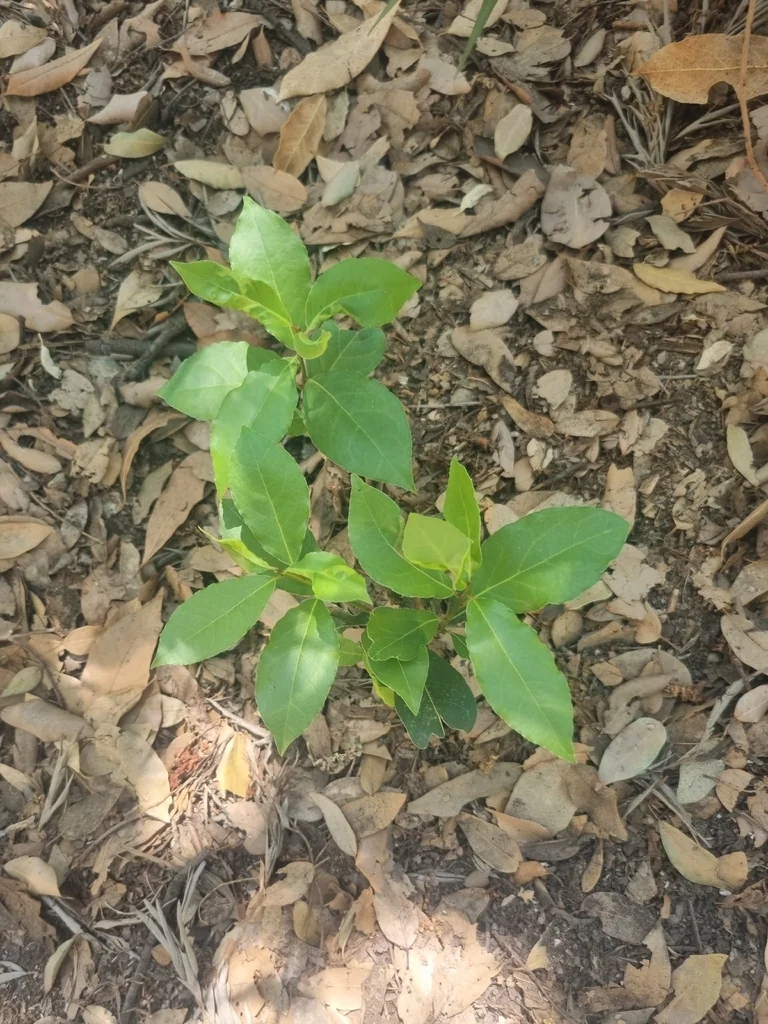 Laurus Nobilis