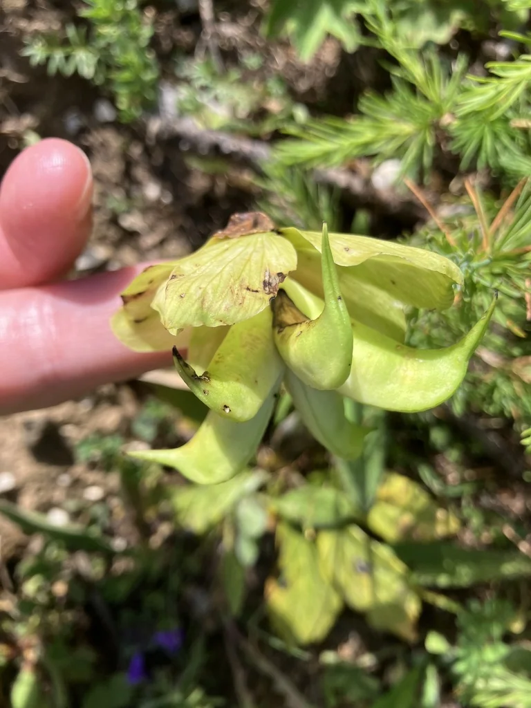 Helleborus Niger