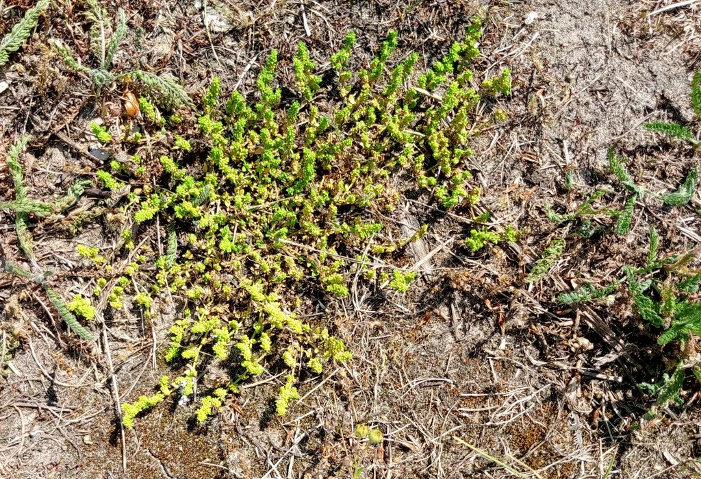 Herniaria Glabra