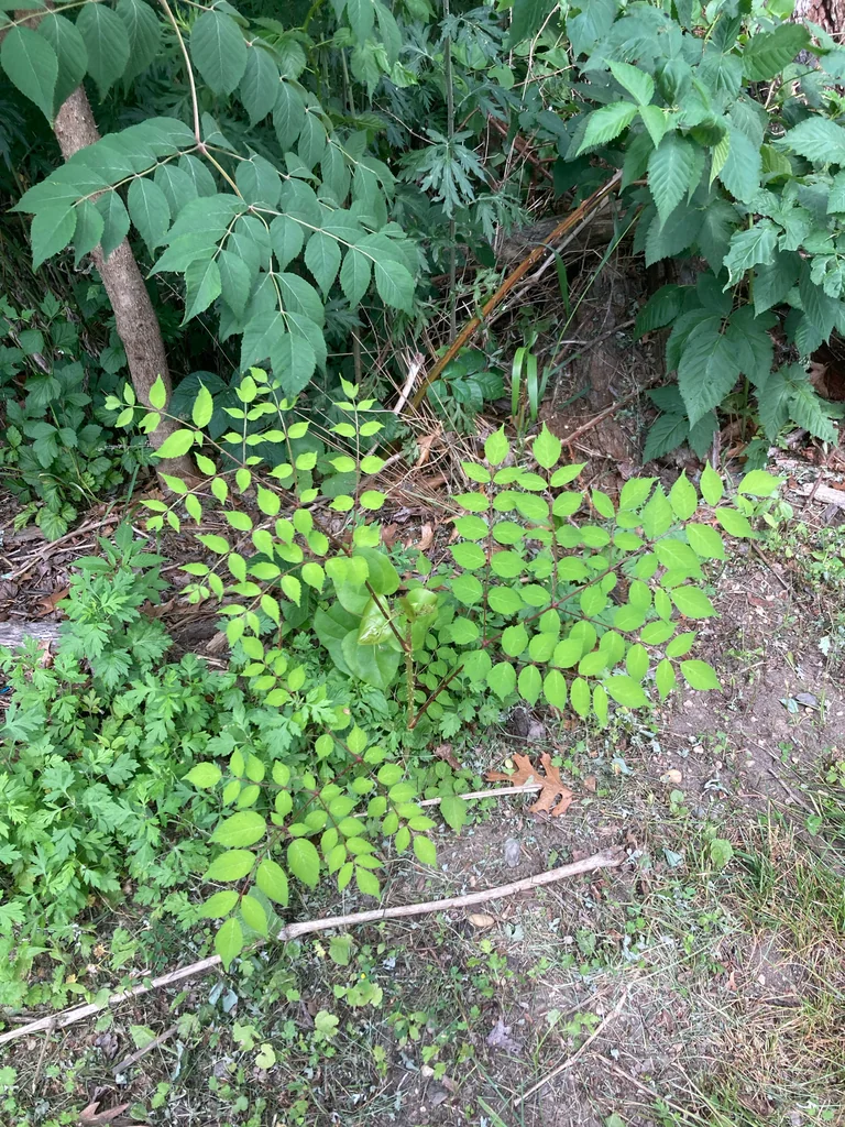 Aralia Elata