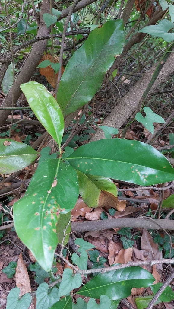 Magnolia Grandiflora