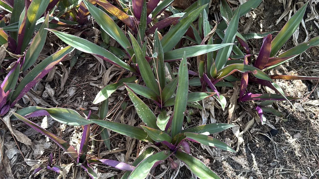 Tradescantia Spathacea
