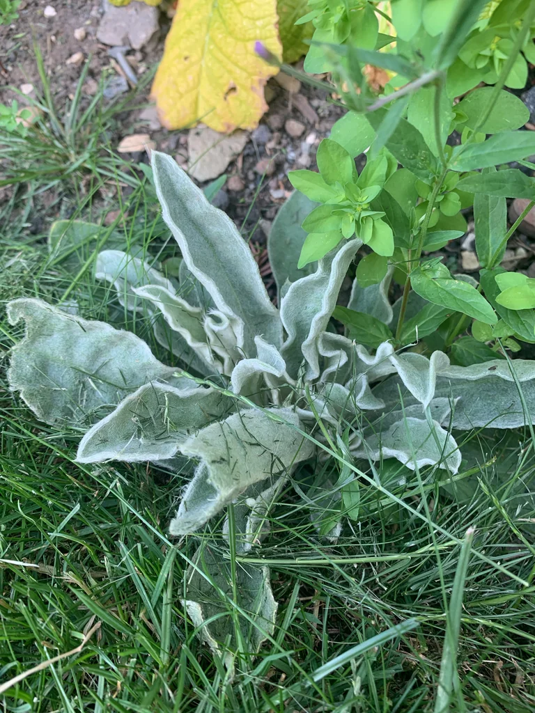 Lychnis Coronaria