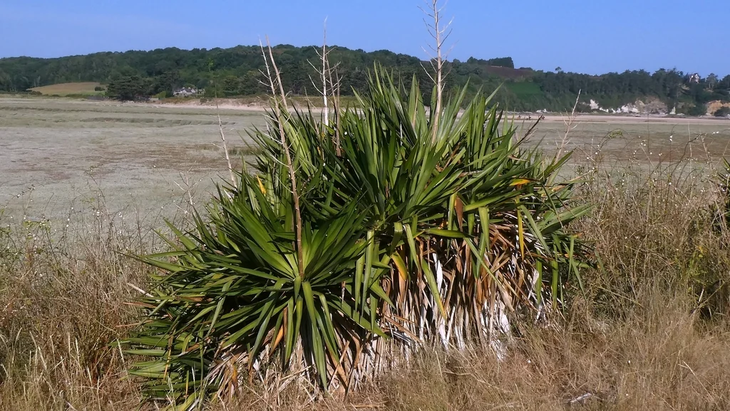 Yucca Gloriosa
