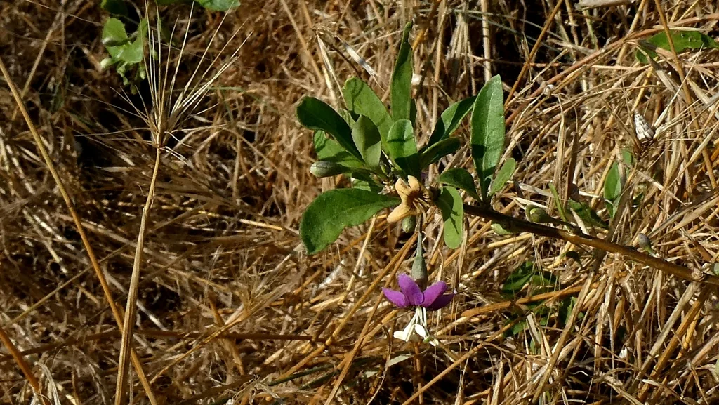 Lycium Barbarum