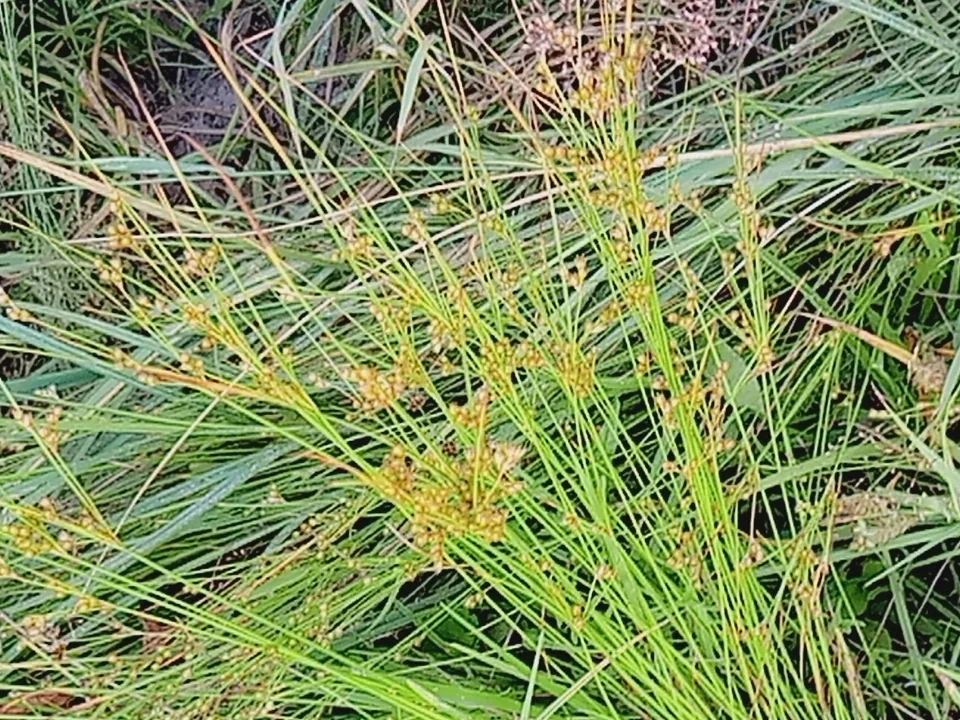 Juncus Tenuis