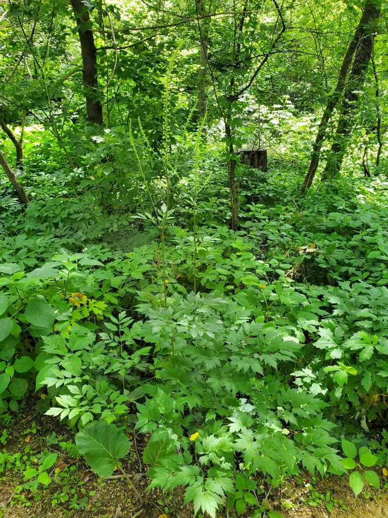 Actaea Racemosa