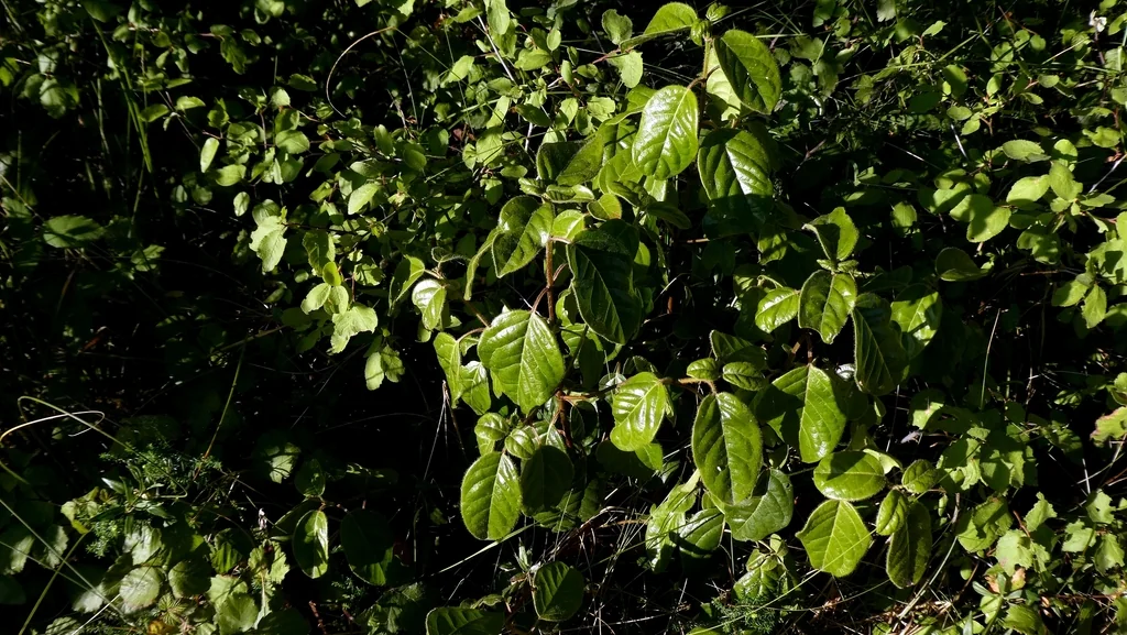 Viburnum Tinus
