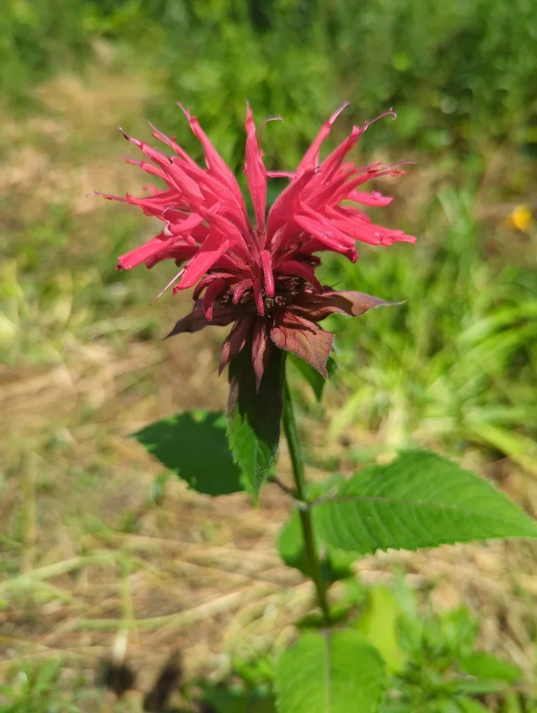 Monarda didyma