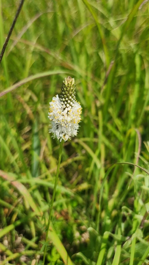 Dalea Candida