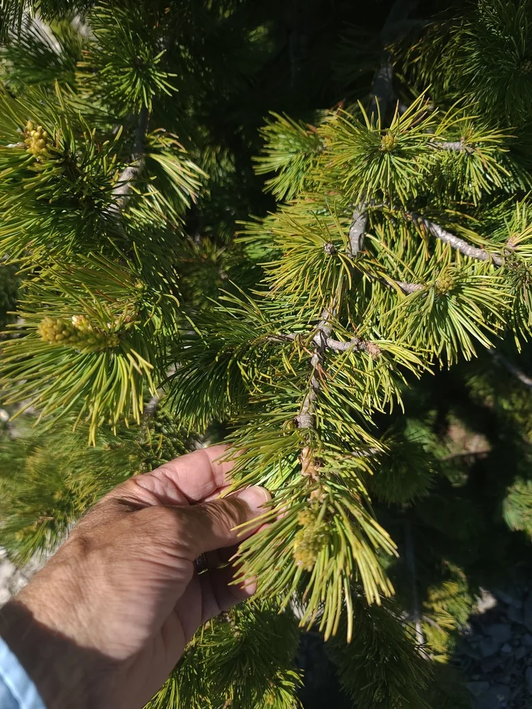 Pinus Flexilis
