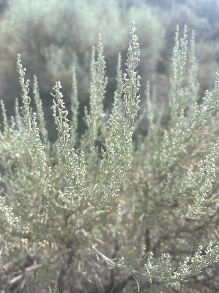 Artemisia Tridentata