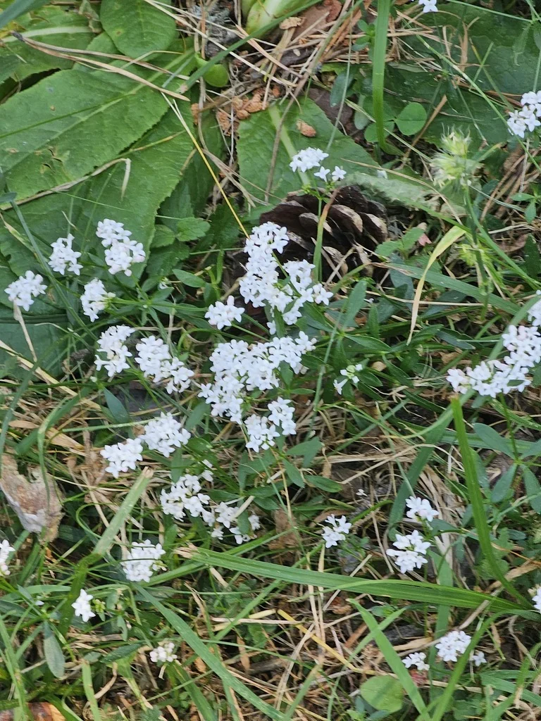 Galium Odoratum