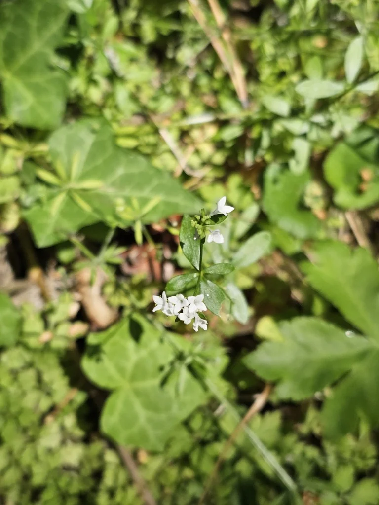 Galium Odoratum