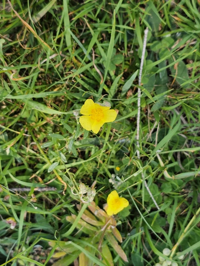 Helianthemum Nummularium