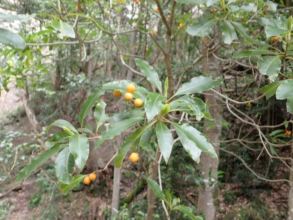 Pittosporum Undulatum