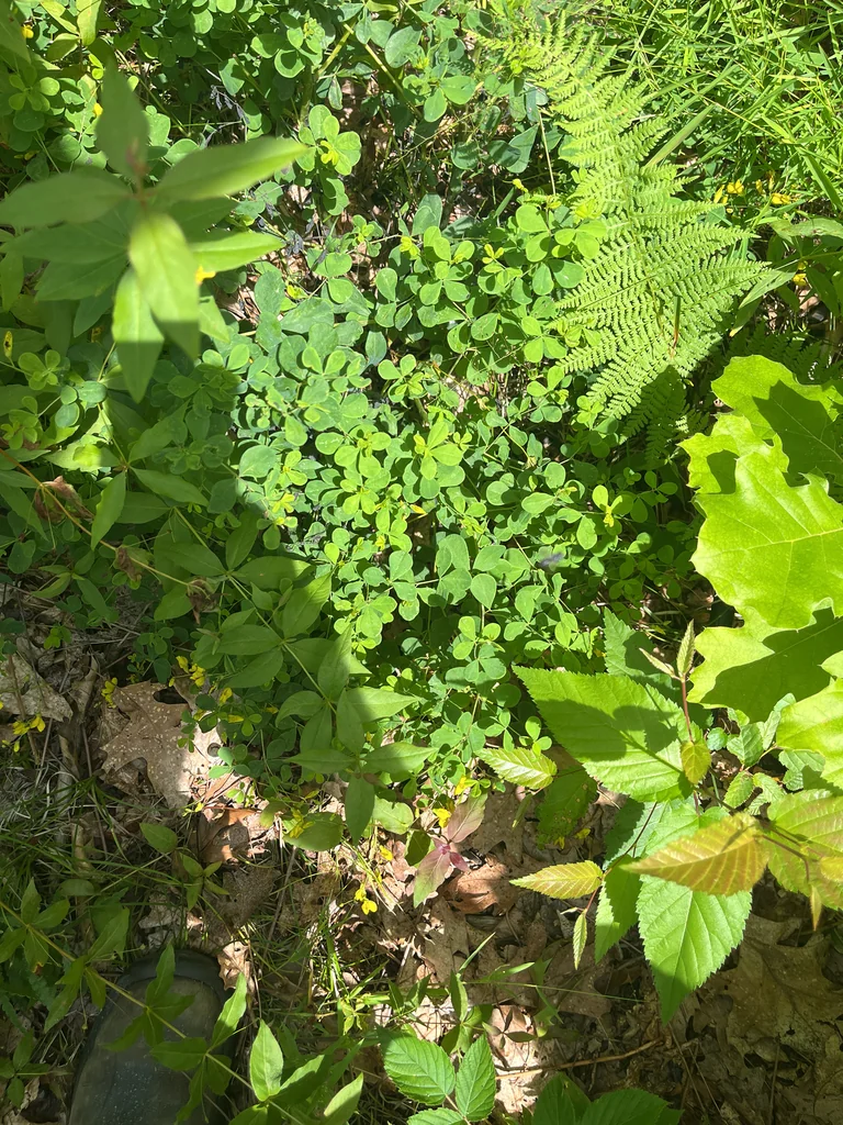 Baptisia Tinctoria