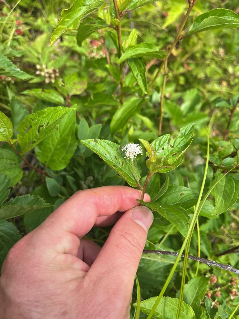 Ceanothus Americanus