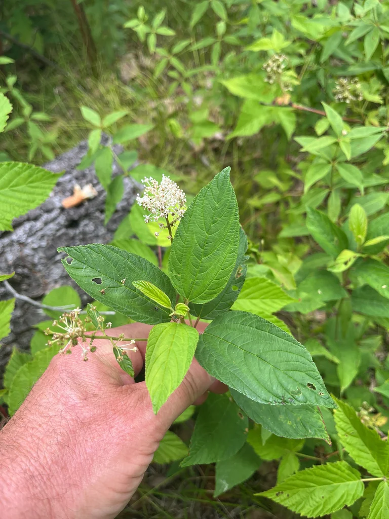 Ceanothus Americanus