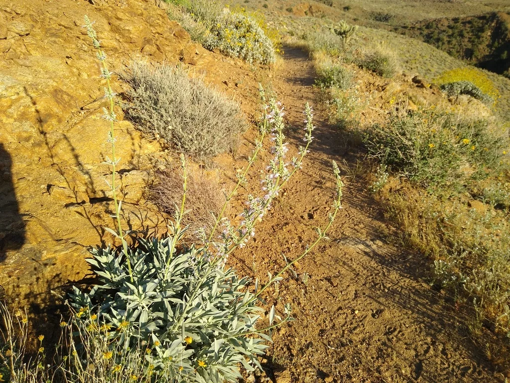 Salvia Apiana