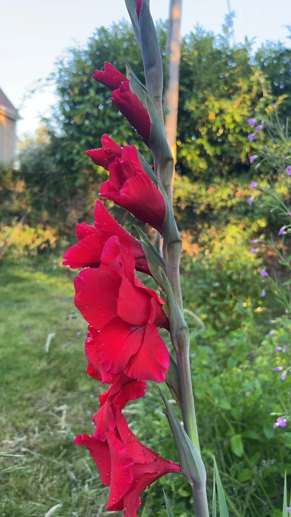 Gladiolus Communis