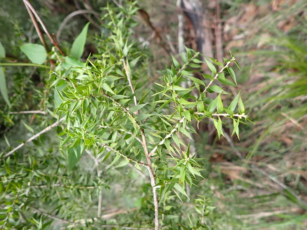 Melaleuca Styphelioides
