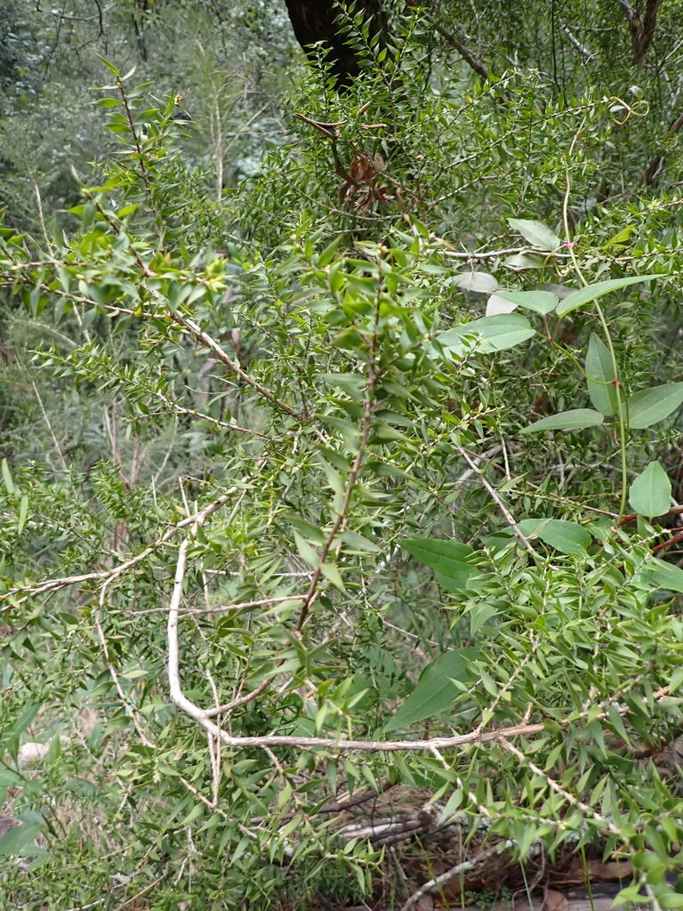Melaleuca Styphelioides