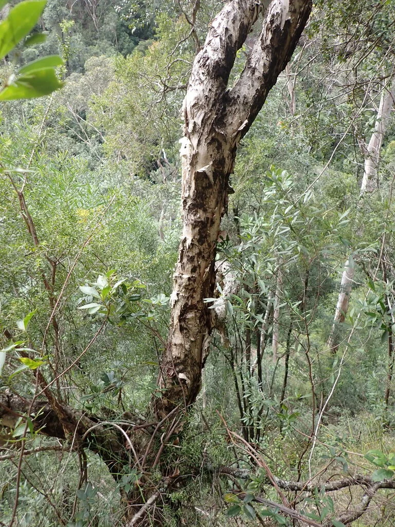 Melaleuca Styphelioides