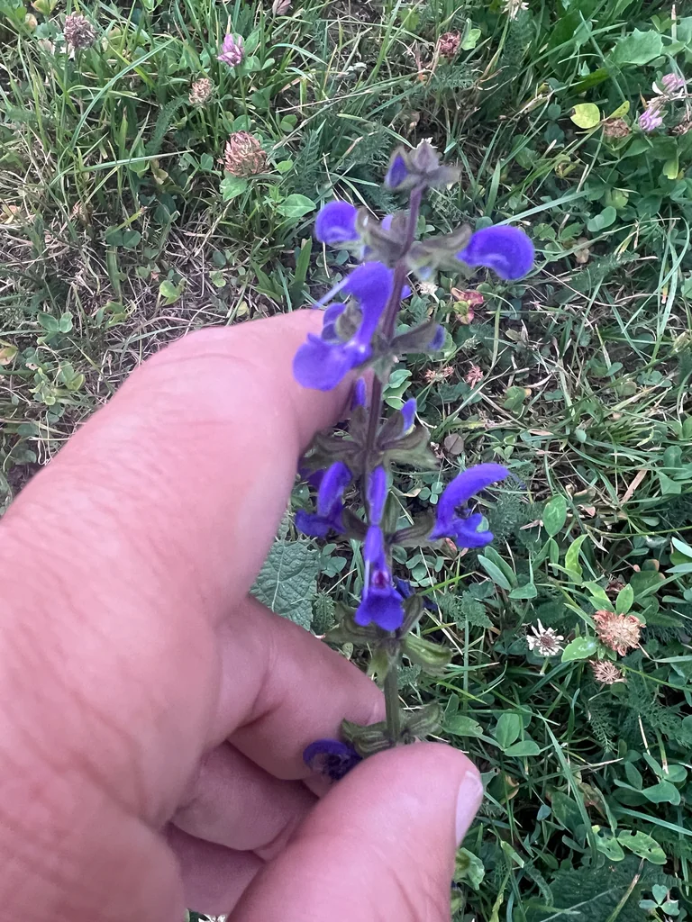 Salvia Pratensis