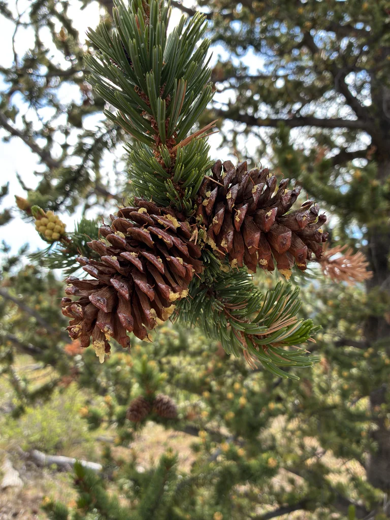 Pinus Aristata