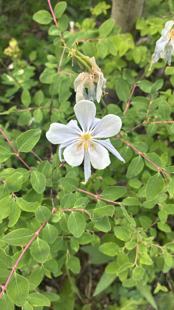 Aquilegia Caerulea