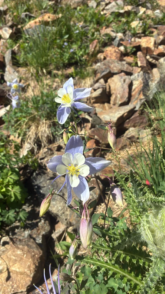Aquilegia Caerulea